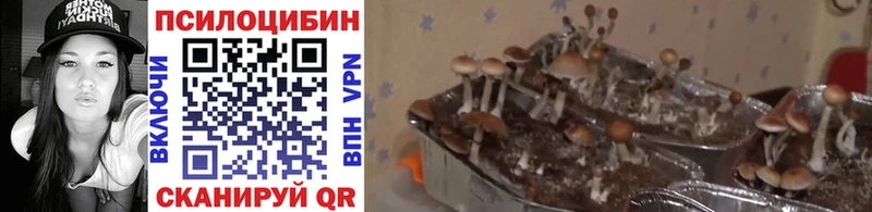 Галлюциногенные грибы MAGIC MUSHROOMS Костерёво